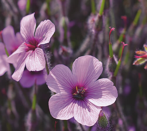 Caparoli trendivärvid 2022